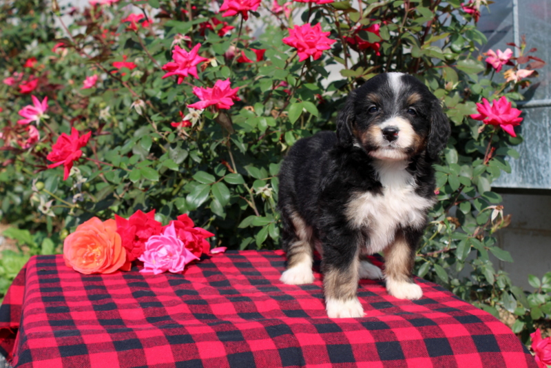 puppy, for, sale, Bernedoodle, Matthew B. Stoltzfus, dog, breeder, Gap, PA, dog-breeder, puppy-for-sale, forsale, nearby, find, puppyfind, locator, puppylocator, aca